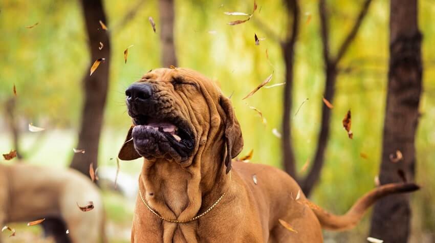 Polenlerin köpek sağlığı üzerindeki etkileri